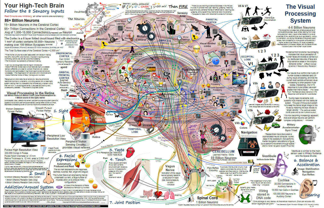 【其他】人类大脑功能高清图